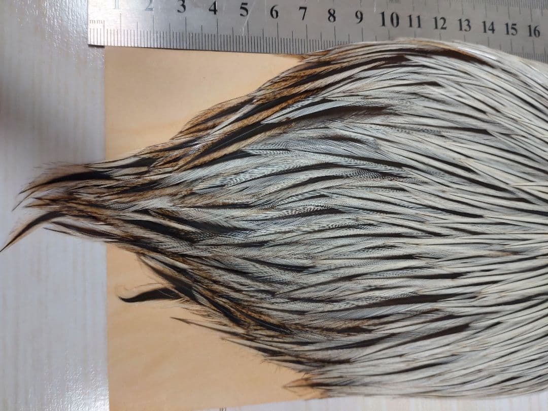 CHANTICLEER チャンタクリアハックル　シルバーバジャー系　レア