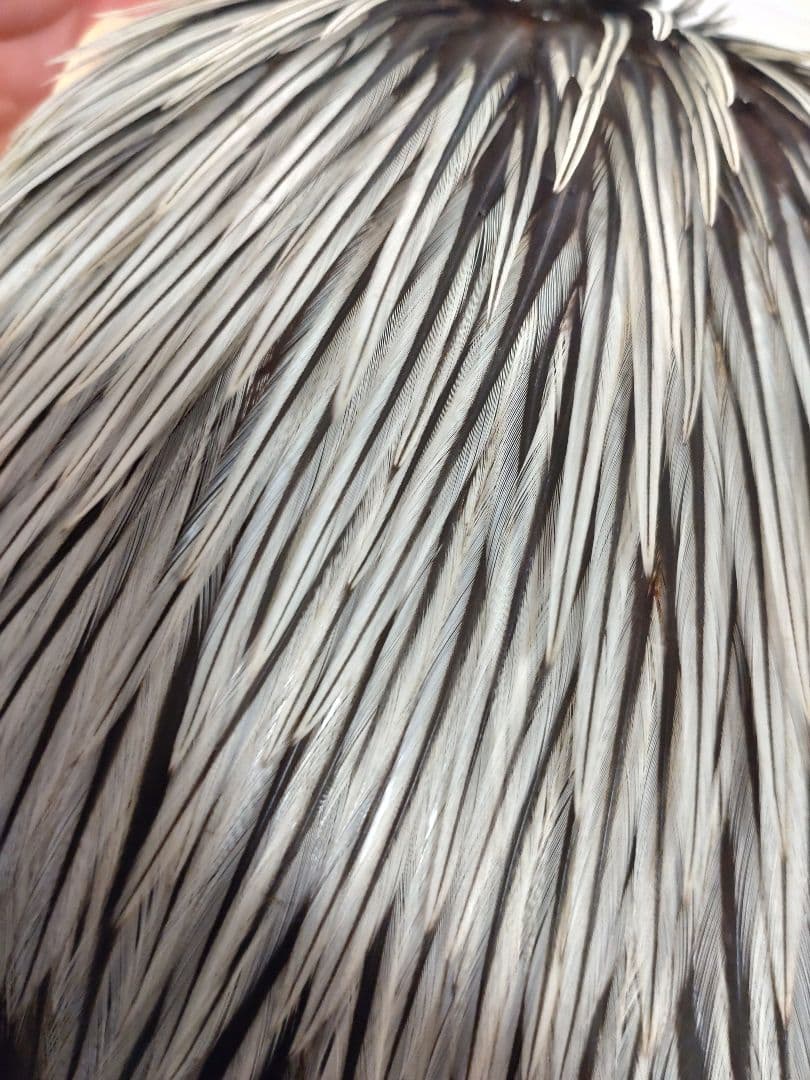 CHANTICLEER チャンタクリアハックル　シルバーバジャー系　レア