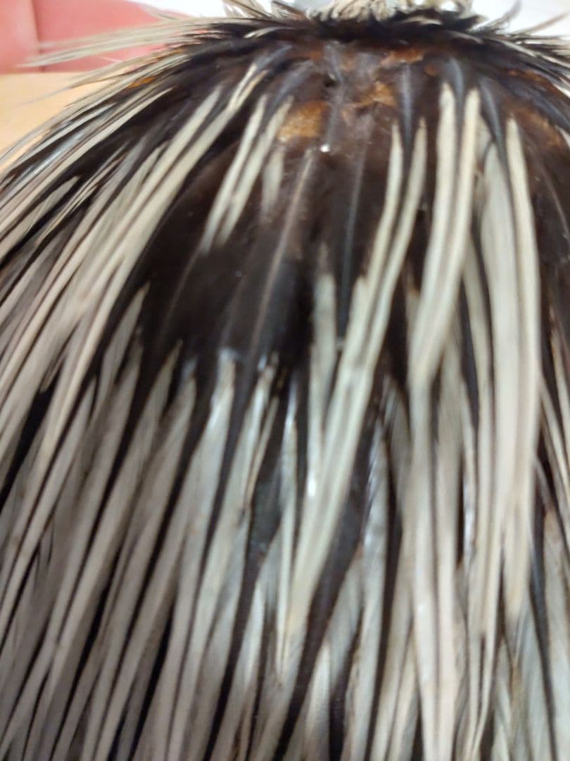 CHANTICLEER チャンタクリアハックル　シルバーバジャー系　レア