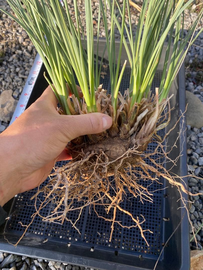 カリバナスフーケリー 大株