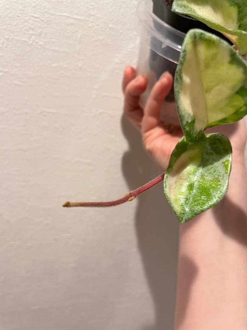 ホヤ アルゲンティア プリンセスHoya Argentea Princess