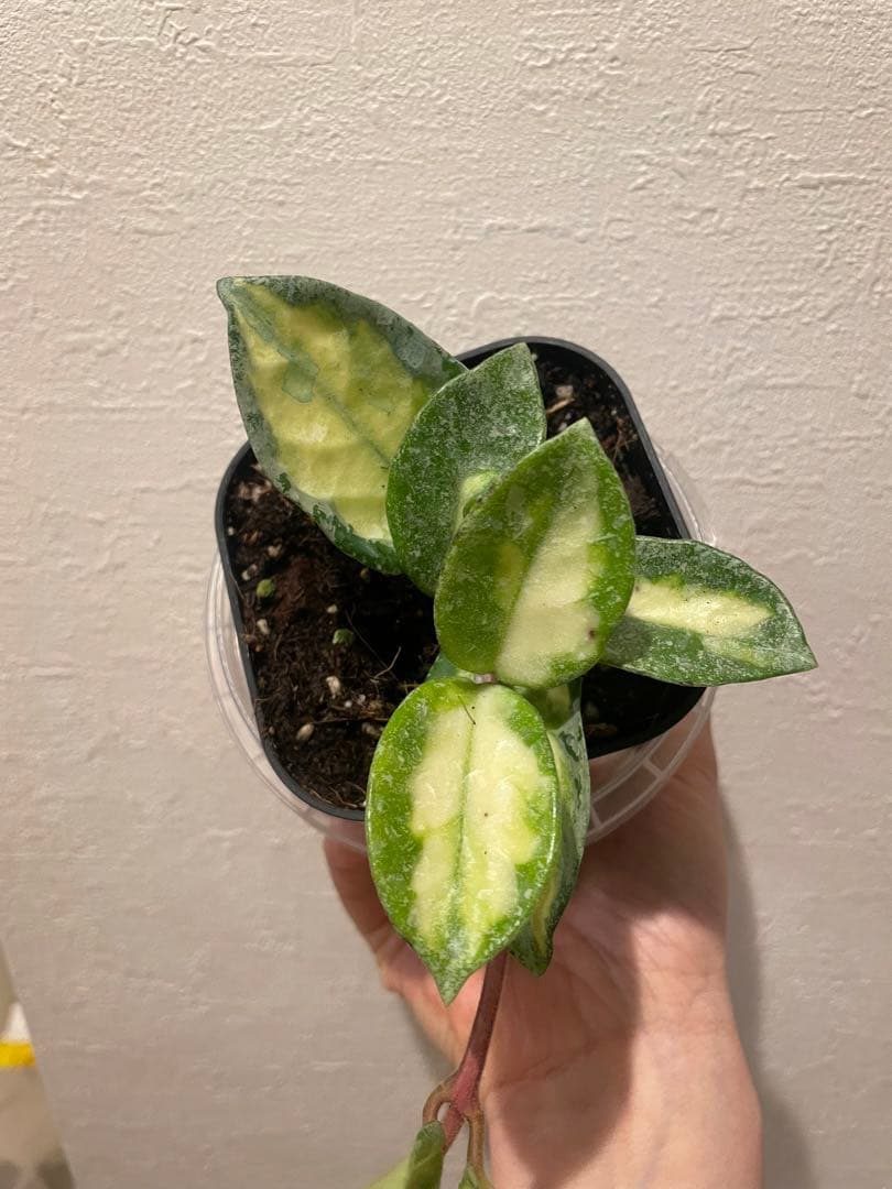 ホヤ アルゲンティア プリンセスHoya Argentea Princess