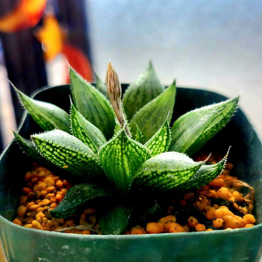 ナイル一滴 実生 特A 多肉植物 ハオルチア アロエ