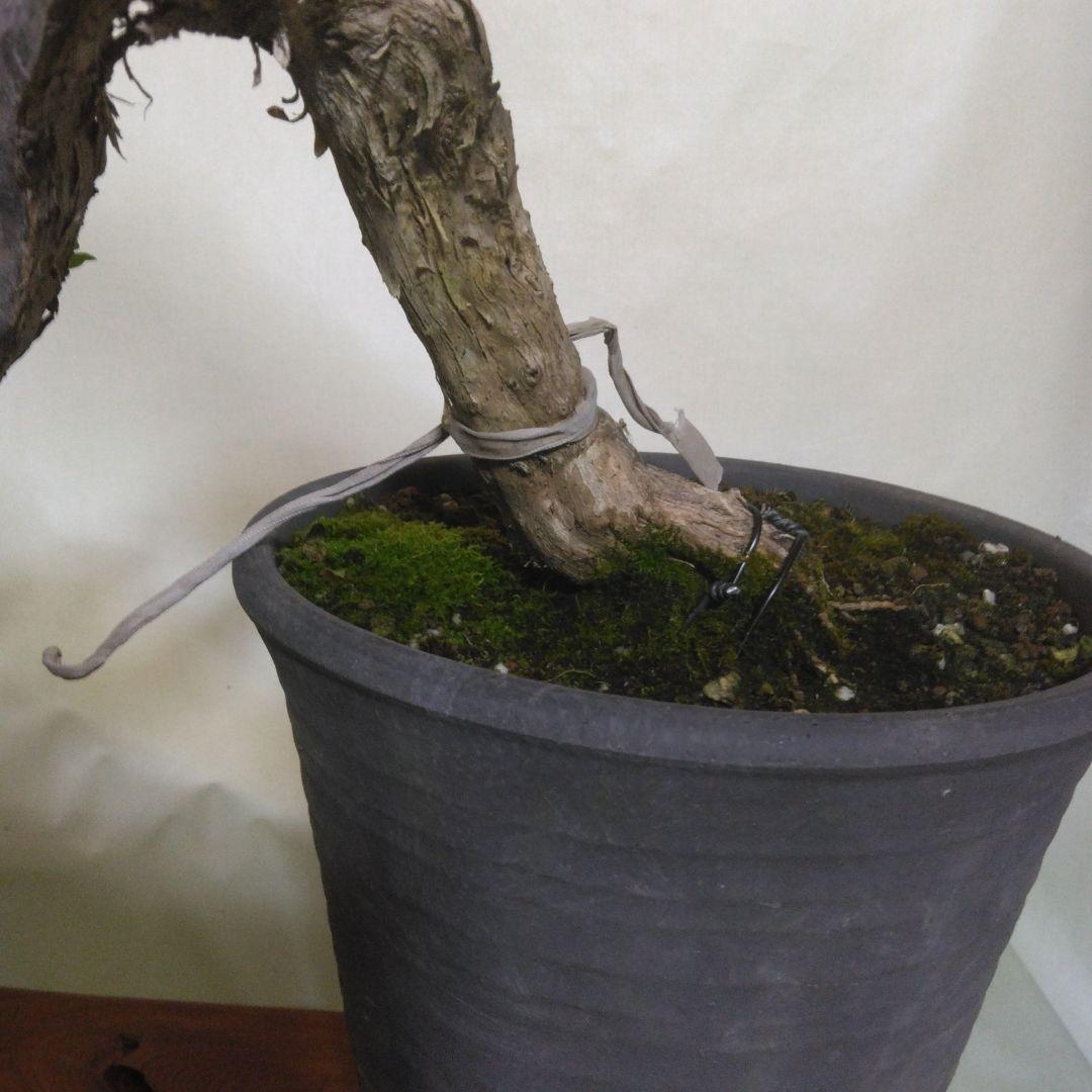 ヒョウタンボク盆栽です。引き取り限定。実付き 黒松、赤松、五葉松盆栽