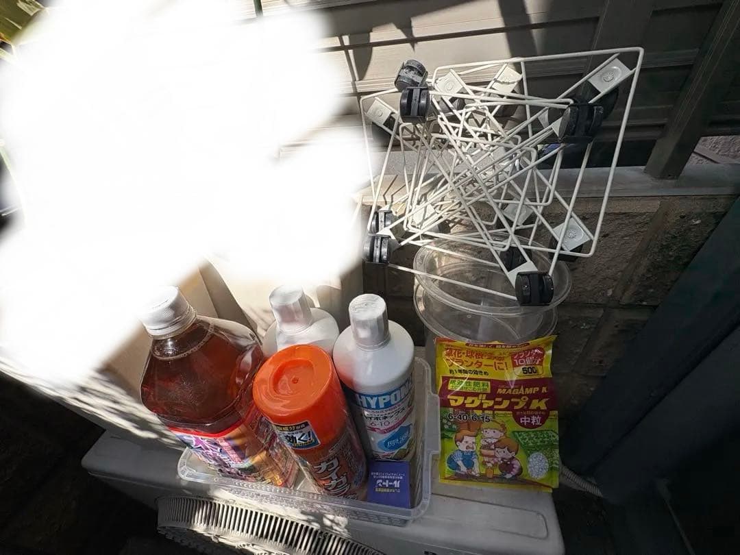 【直接引き取りのみ】トネリコ　大型　観葉植物　園芸用品セット　鉢植え　新芽あり