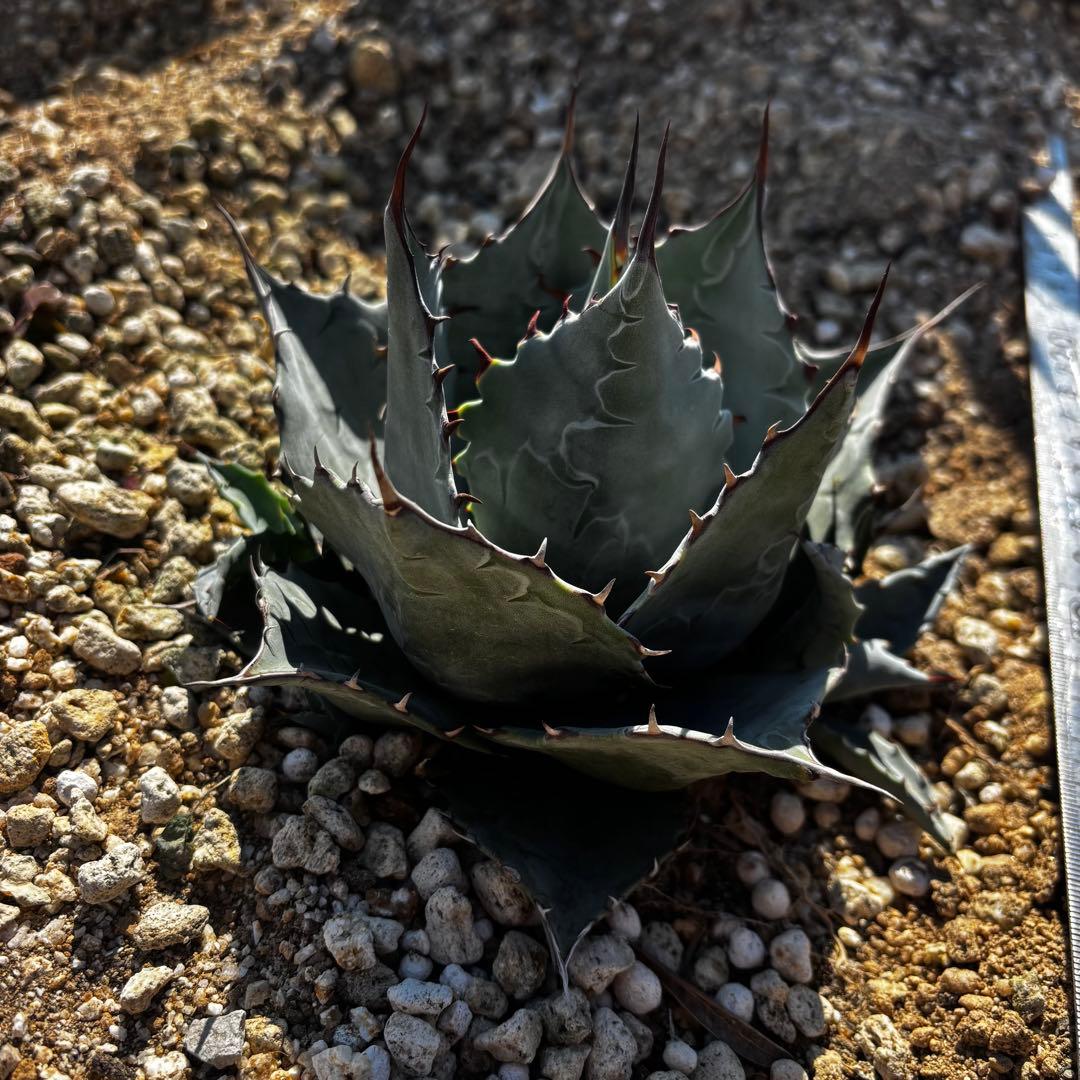 アガベ　パラサナ　トライアンファント　子株3個付き　ドライガーデン