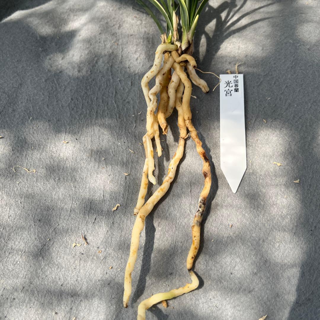 中国春蘭　環球荷鼎白覆輪『光宮』4本立 春蘭　中国蘭　東洋蘭　山野草　多肉植物