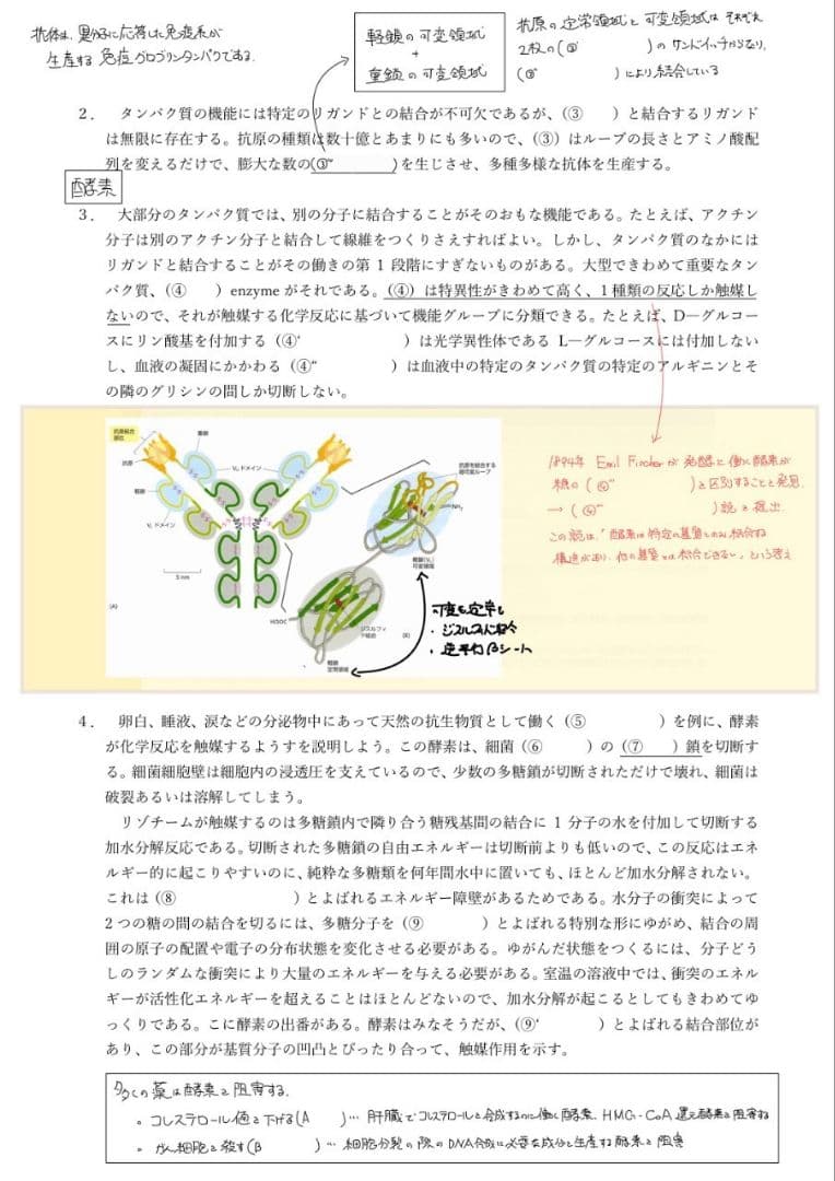 エッセンシャル細胞生物学 自作問題集