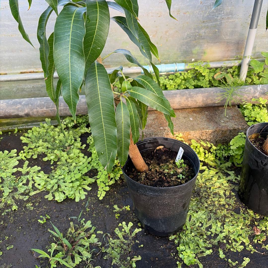 ジル　ゴールデンナゲット　セットマンゴー苗　6号大苗