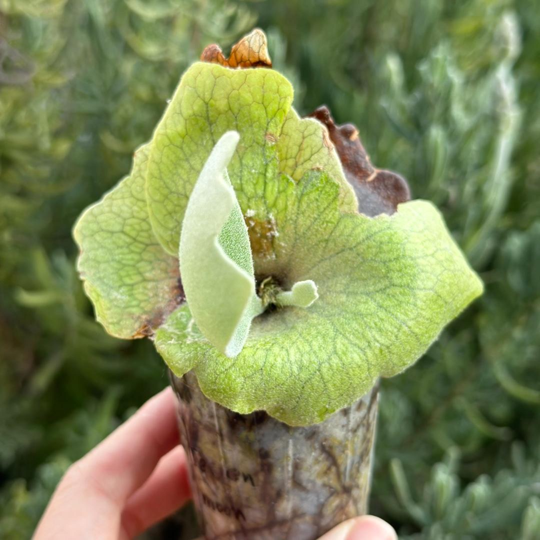 ビカクシダ P. Seven moon Sporeling