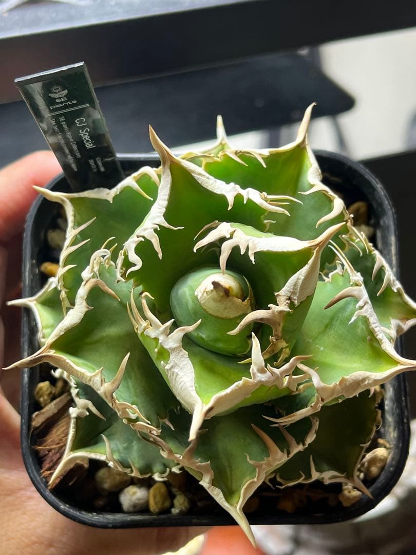 アガベ チタノタ　CJ Special CJスペシャル　ホホジロ