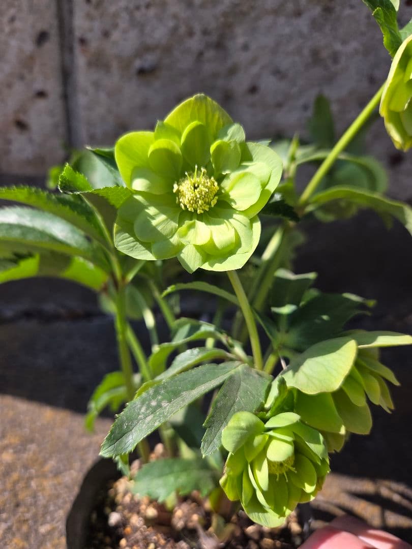 クリスマスローズ　グロスグリーン交配