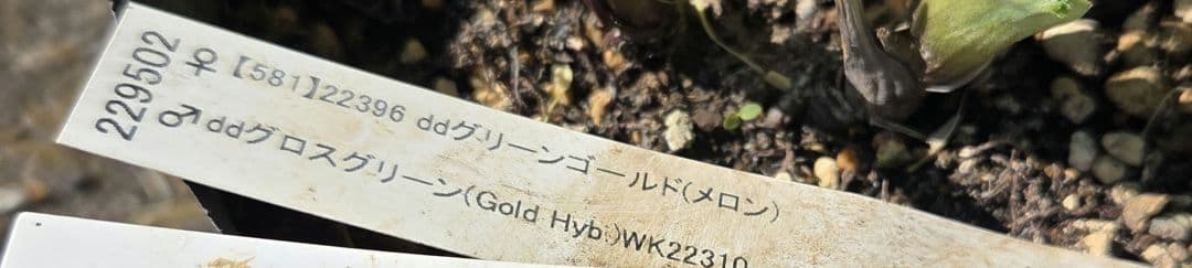 クリスマスローズ　グロスグリーン交配