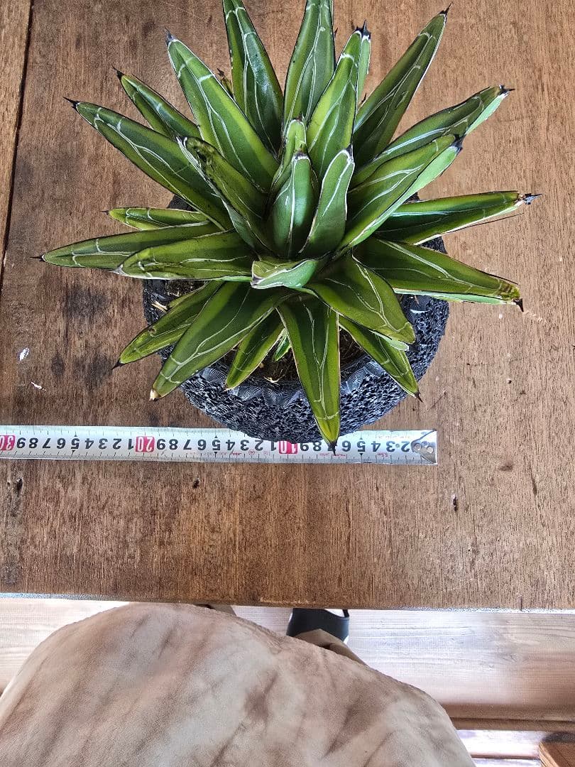 【特大18.5cm】アガベ 笹の雪 × 高機能3Dジャイロ鉢【発根済・6号相当】
