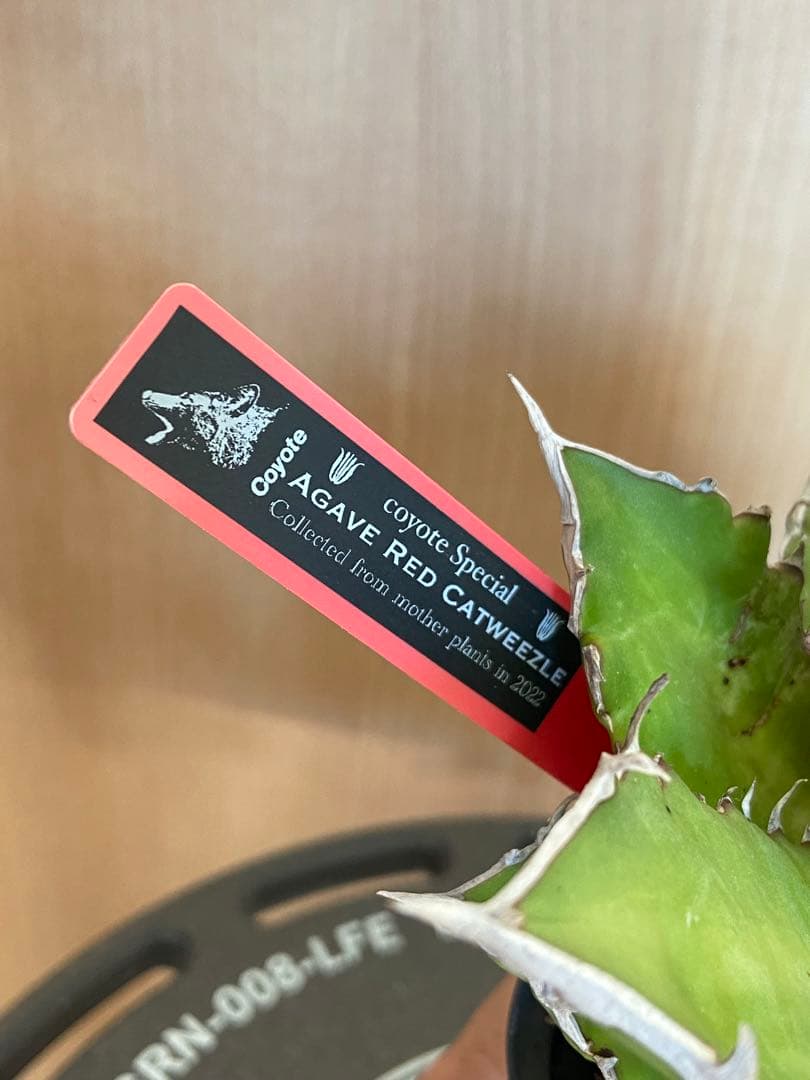 レッドキャットウィーズル　coyote アガベ　チタノタ　ゴリ猫