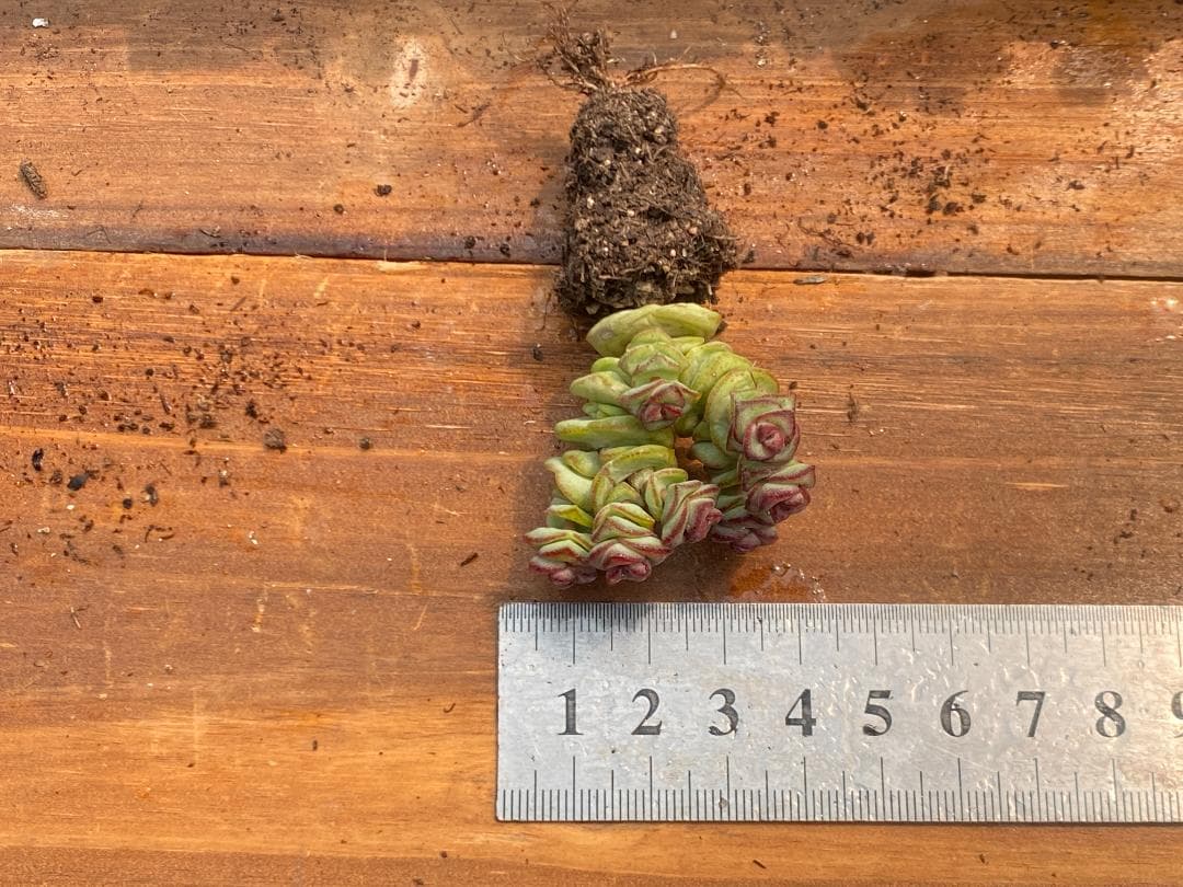 ☆*)様 AQ1168　星の王子　128苗　多肉植物 土と根付き エケベリア　韓