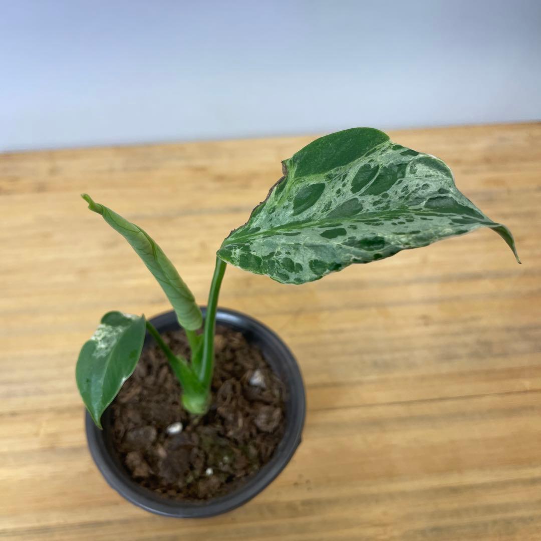 か*な様 Q553 品種保証！斑入り保証！Bulbasaurモンステラ バルバソ