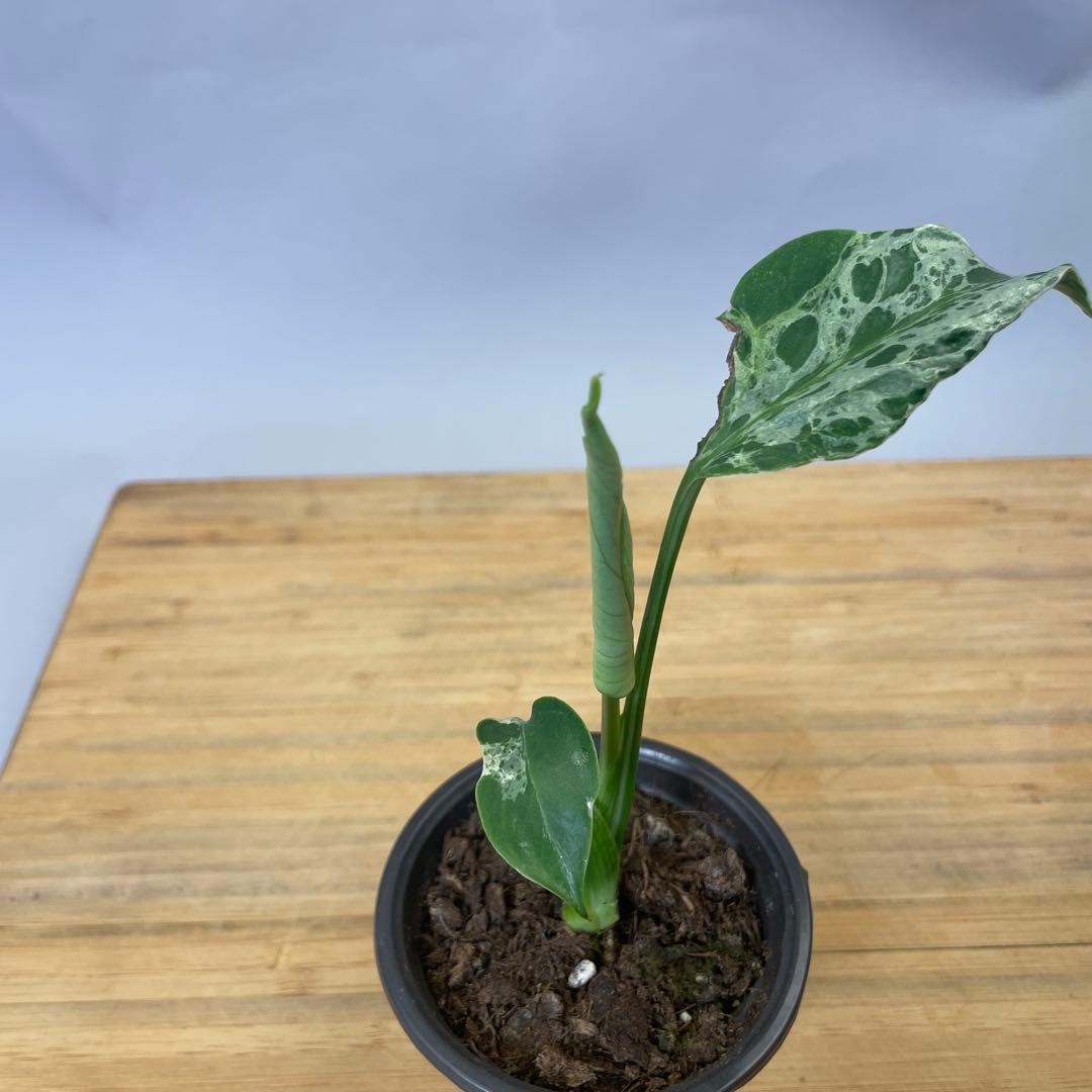 か*な様 Q553 品種保証！斑入り保証！Bulbasaurモンステラ バルバソ