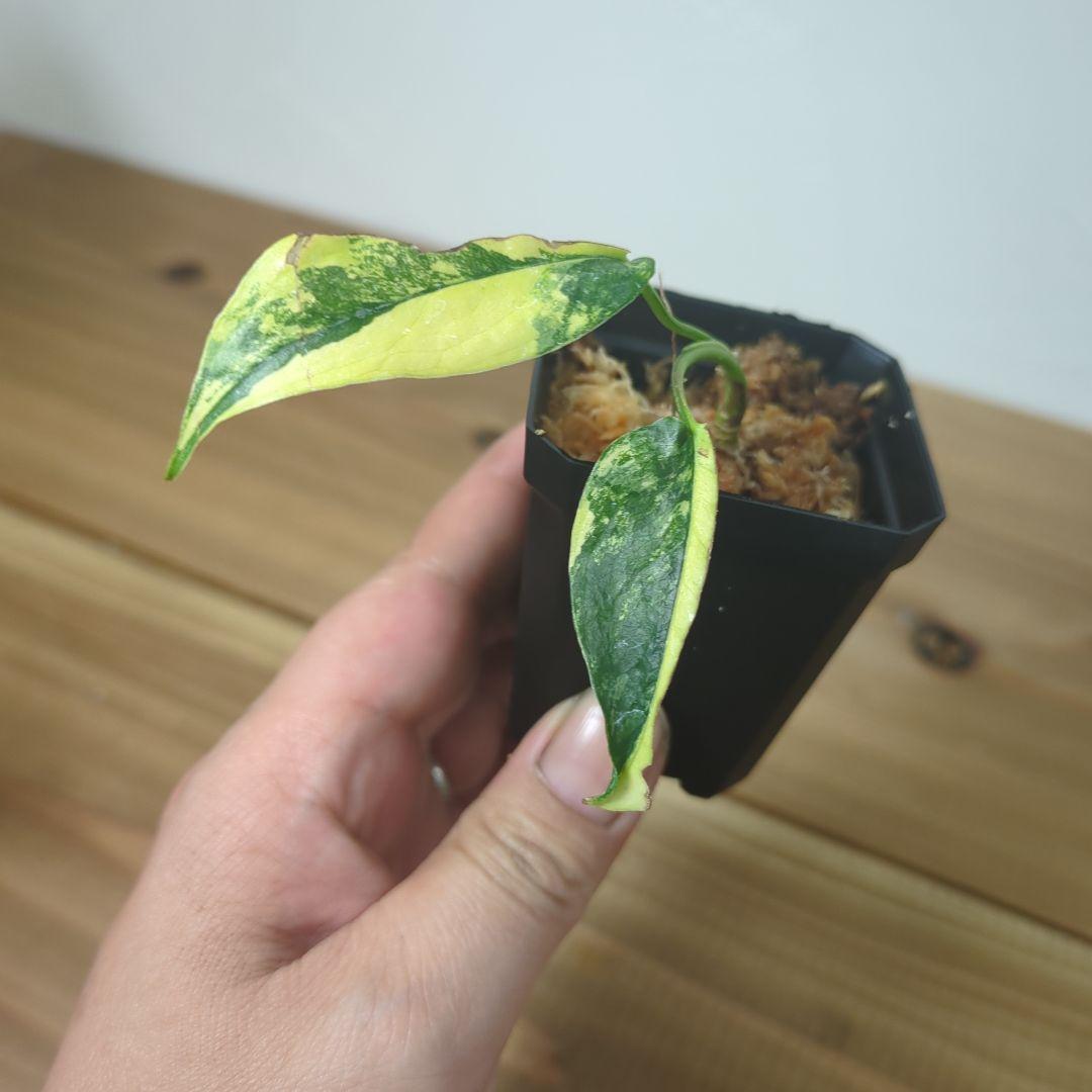 その他観葉植物 Monstera siltepecana variegated