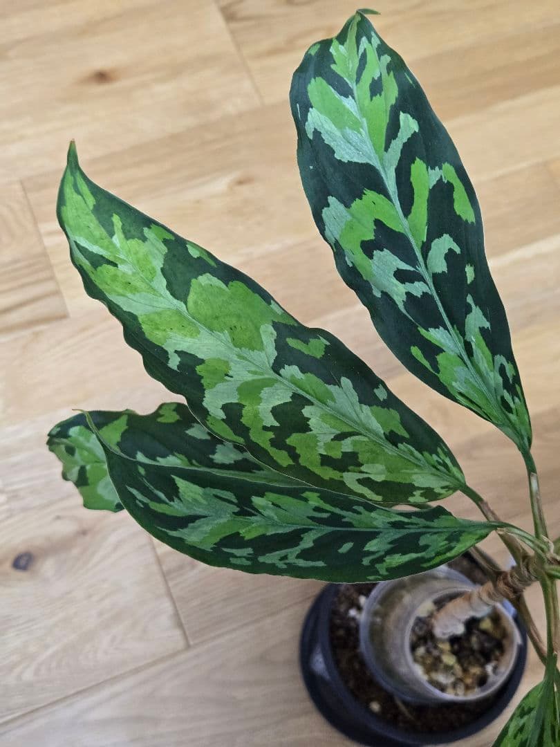 親株　アグラオネマ　エウレカタイプ