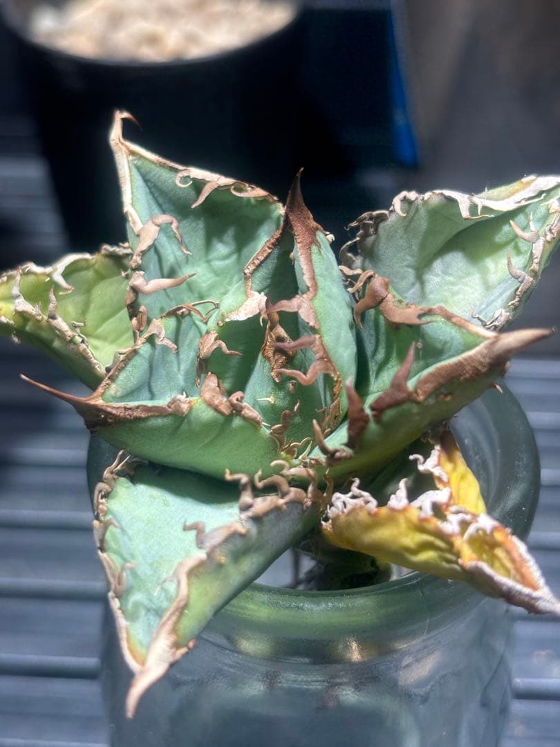 超絶級！アガベチタノタ冰雹（極上株）超S級ブツブツ高級品種子株激レア！