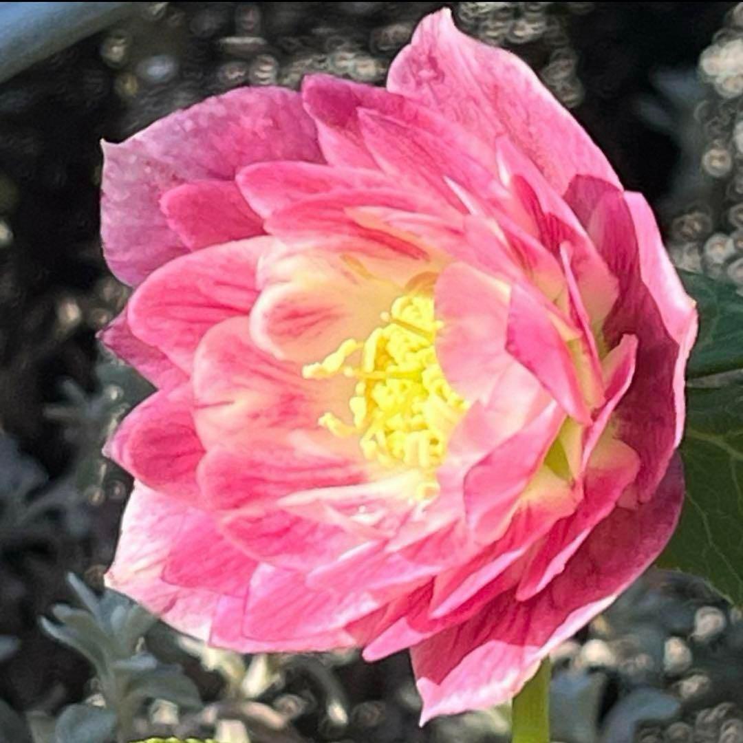 3897☘️2年間管理株☘️6号☘️⭐️いちごみるく⭐️綺麗ピンクオーレア⭐️加藤農園⭐️