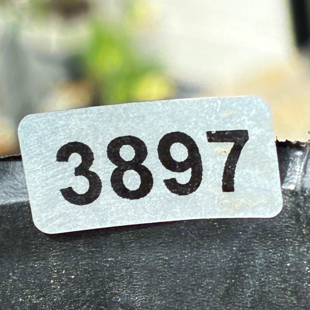 3897☘️2年間管理株☘️6号☘️⭐️いちごみるく⭐️綺麗ピンクオーレア⭐️加藤農園⭐️