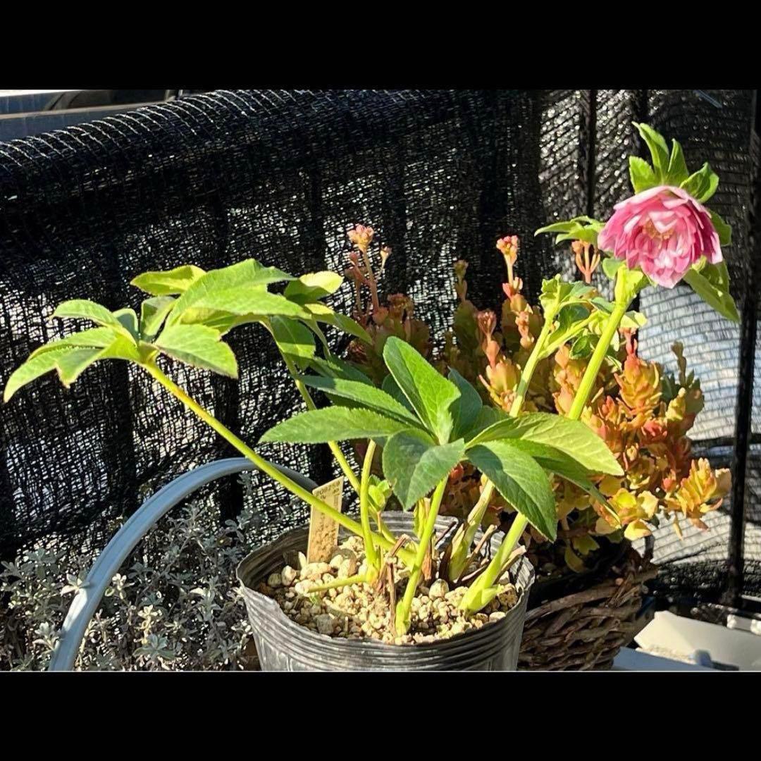 3897☘️2年間管理株☘️6号☘️⭐️いちごみるく⭐️綺麗ピンクオーレア⭐️加藤農園⭐️