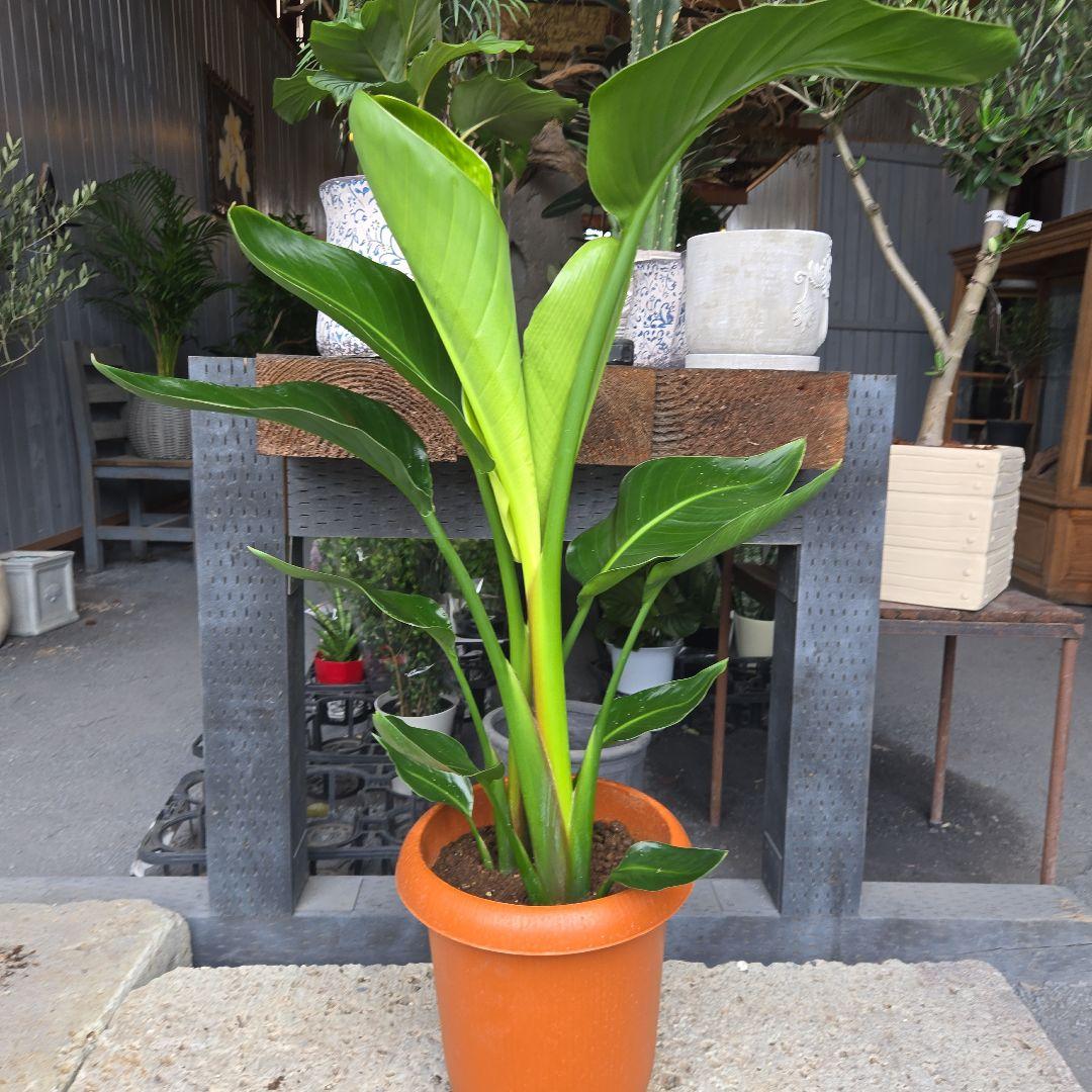 ③　ストレリチア　オーガスタ8号特大苗木最高等級極上品‼️