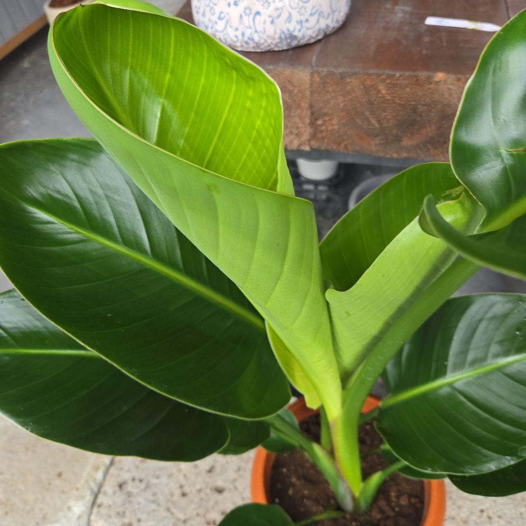 ③　ストレリチア　オーガスタ8号特大苗木最高等級極上品‼️