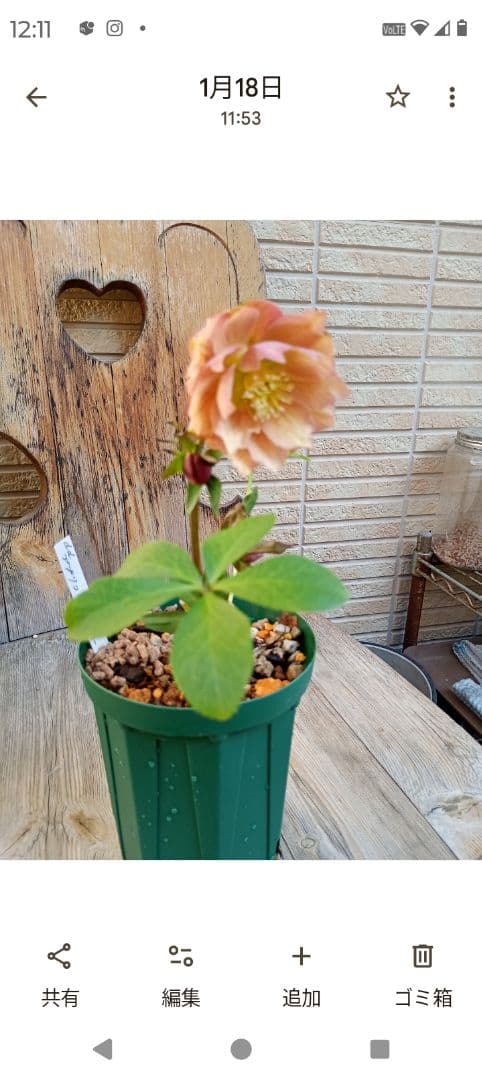 クリスマスローズ　メル様 ご確認用