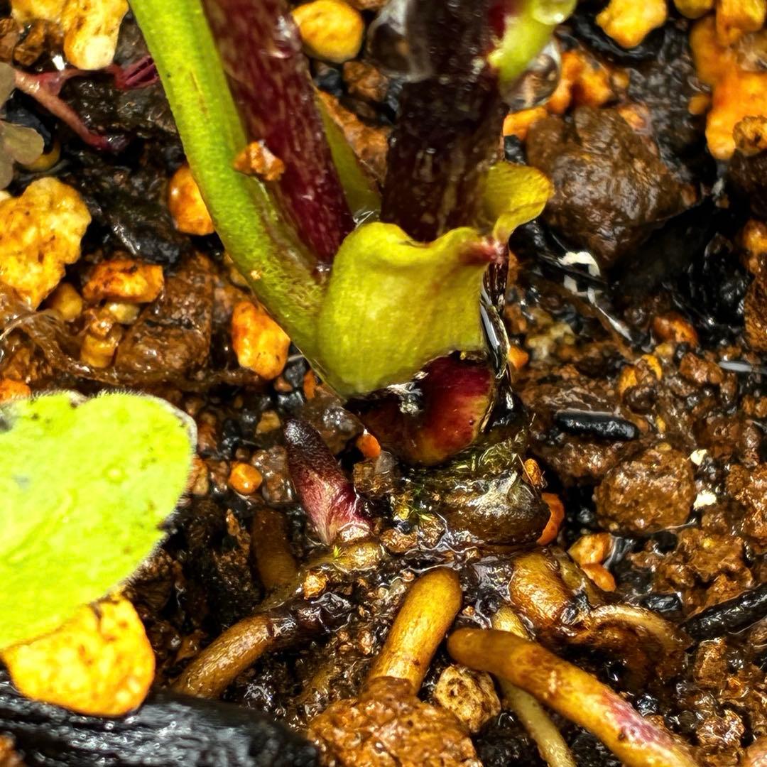 3903☘️1年間管理株☘️⭐️クレオパトラ⭐️小輪⭐️スレートレッド⭐️コンパクト⭐️