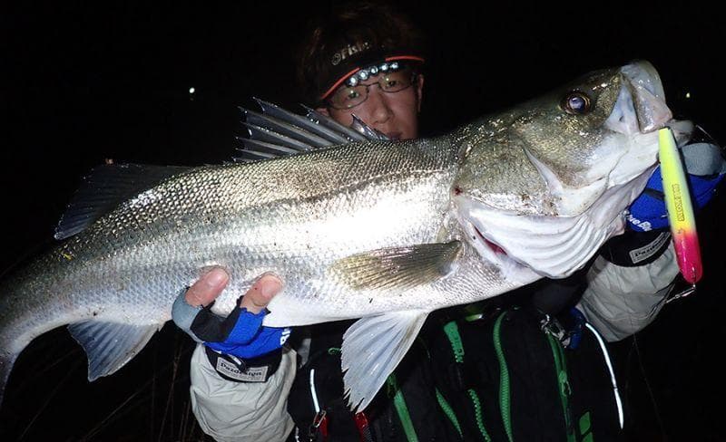 【Fishman】BRIST MARINO 8.0M /*