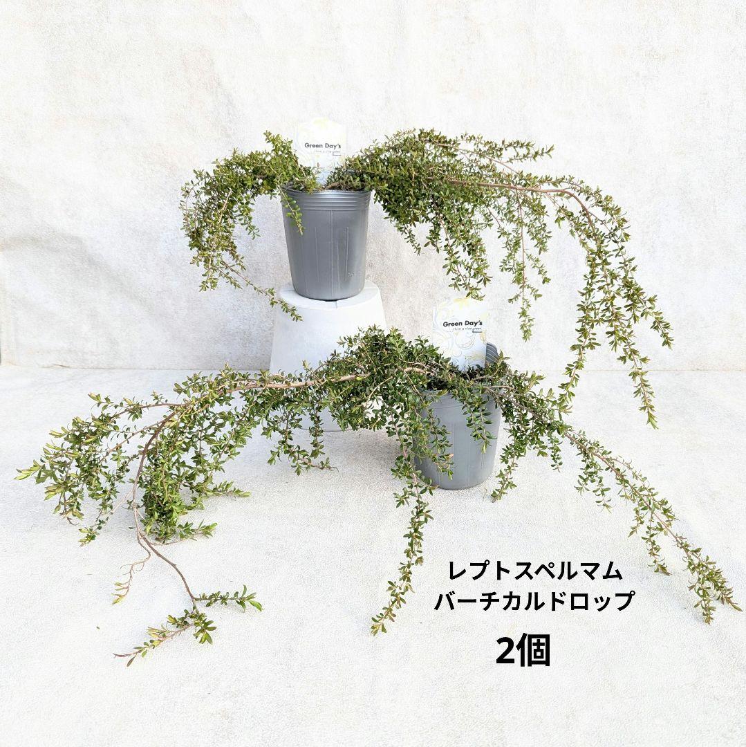 【希少品種】 2個セット レプトスペルマム バーチカルドロップ オージープランツ