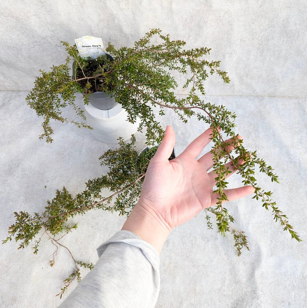 【希少品種】 2個セット レプトスペルマム バーチカルドロップ オージープランツ