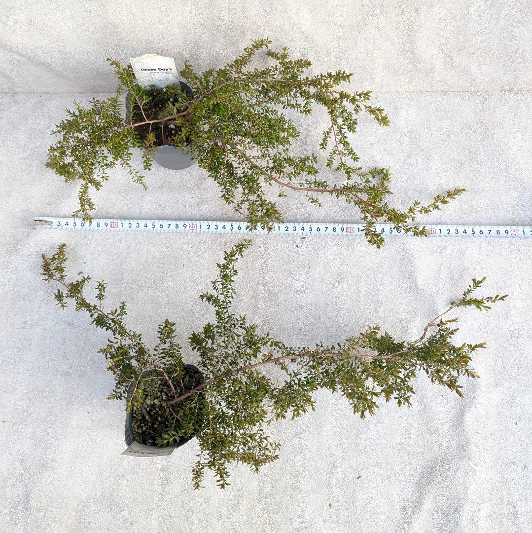 【希少品種】 2個セット レプトスペルマム バーチカルドロップ オージープランツ