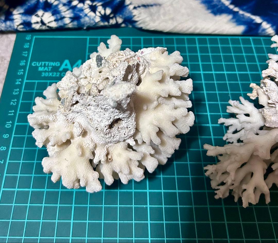 天然白サンゴ 置物 2点セット