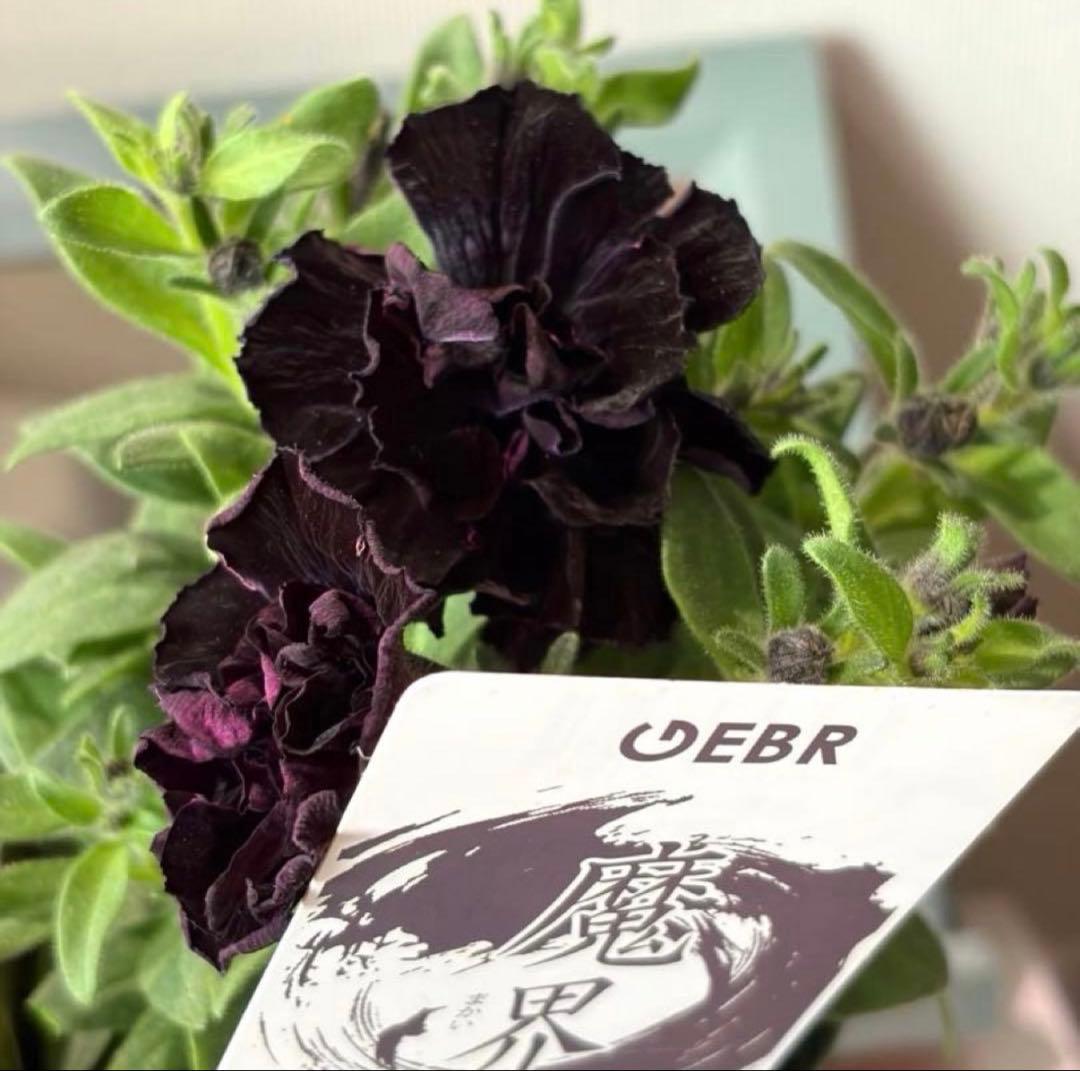 ぷらむ様　リクエスト　おまとめ５点