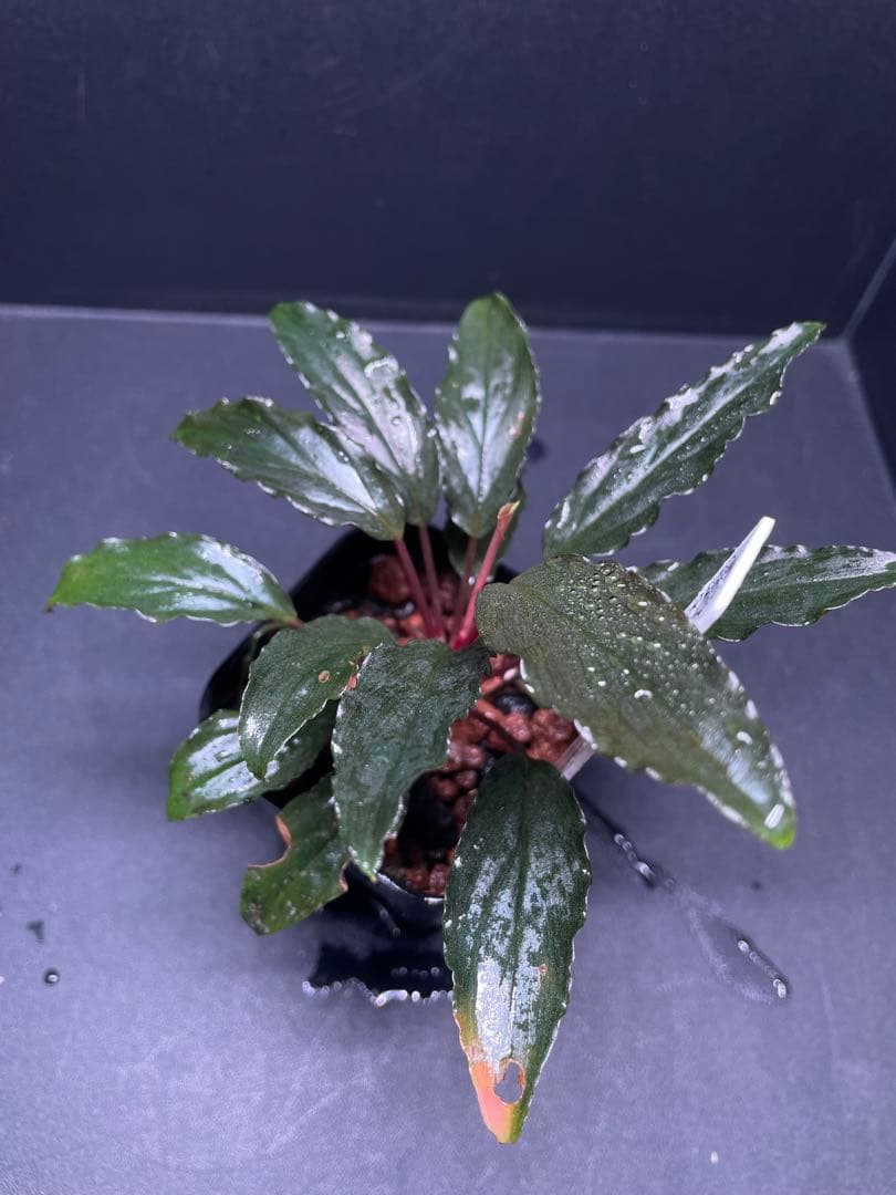 Homalomena aff. vittifolia \"赤備\" ホマロメナ 赤軸
