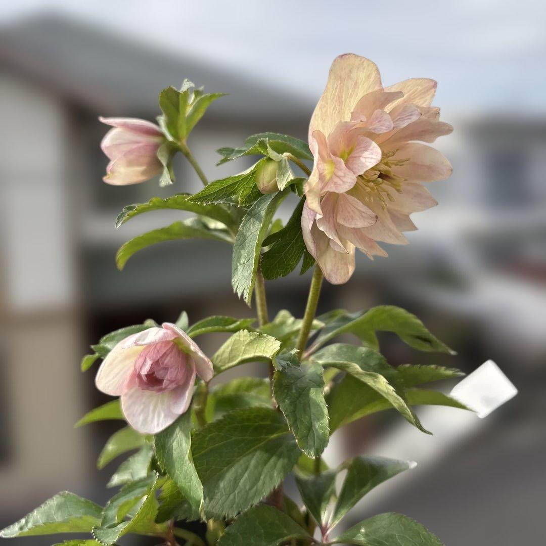 蜃気楼交配　dd 大木ナーサリー　クリスマスローズ　タグ付き　現品　開花株