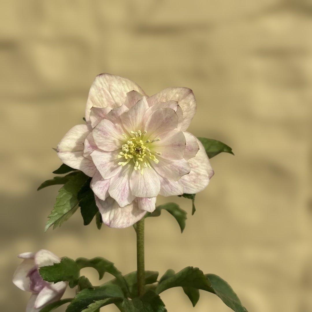 蜃気楼交配　dd 大木ナーサリー　クリスマスローズ　タグ付き　現品　開花株