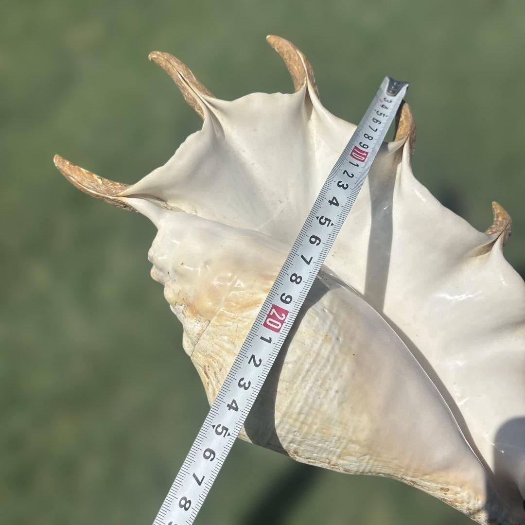 超大型 ナナカドボラ クモガイ 天然巻貝 貝殻 インテリア オブジェ 観賞用