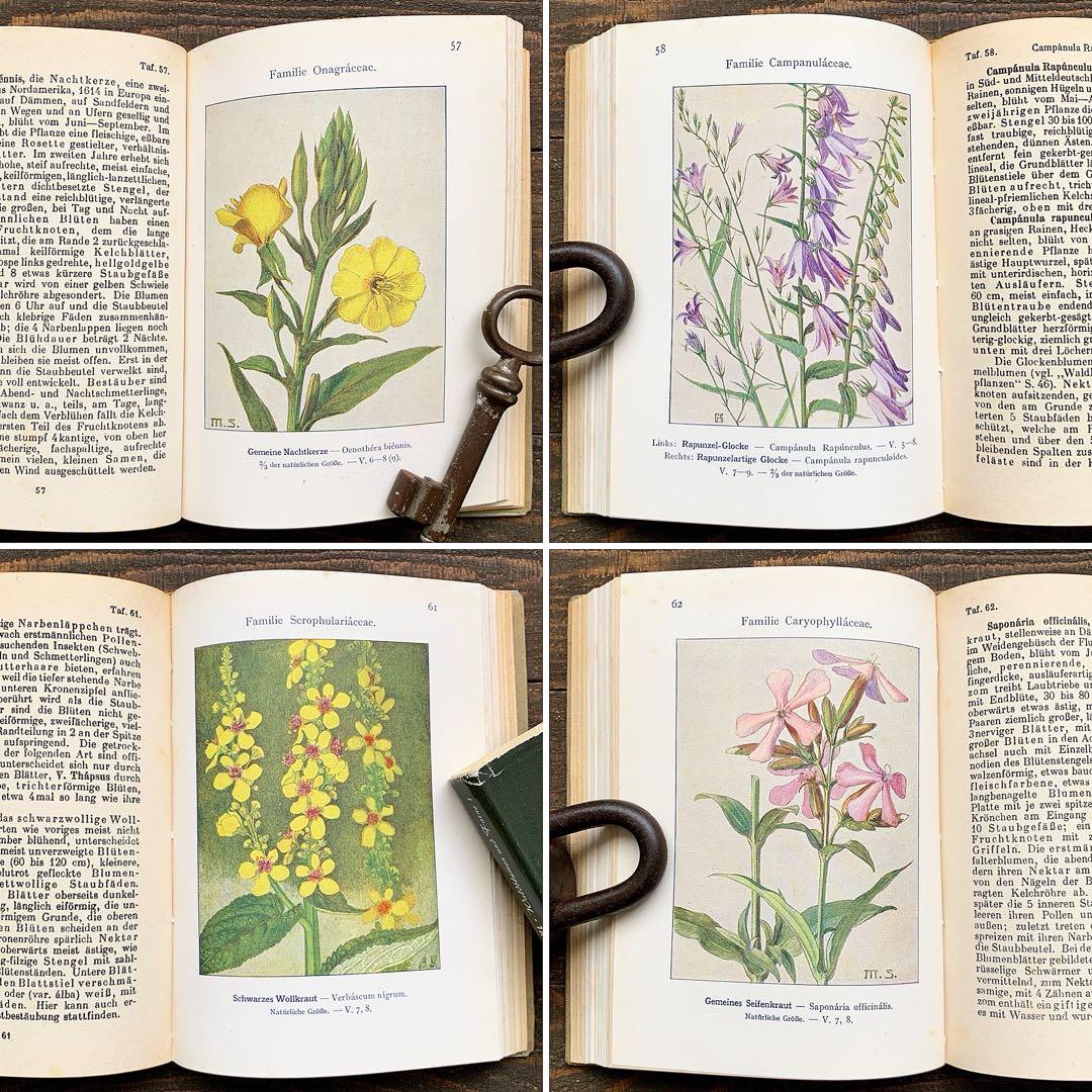 [1926年]ドイツの古い植物図鑑/植物画 ボタニカルアート アンティーク/