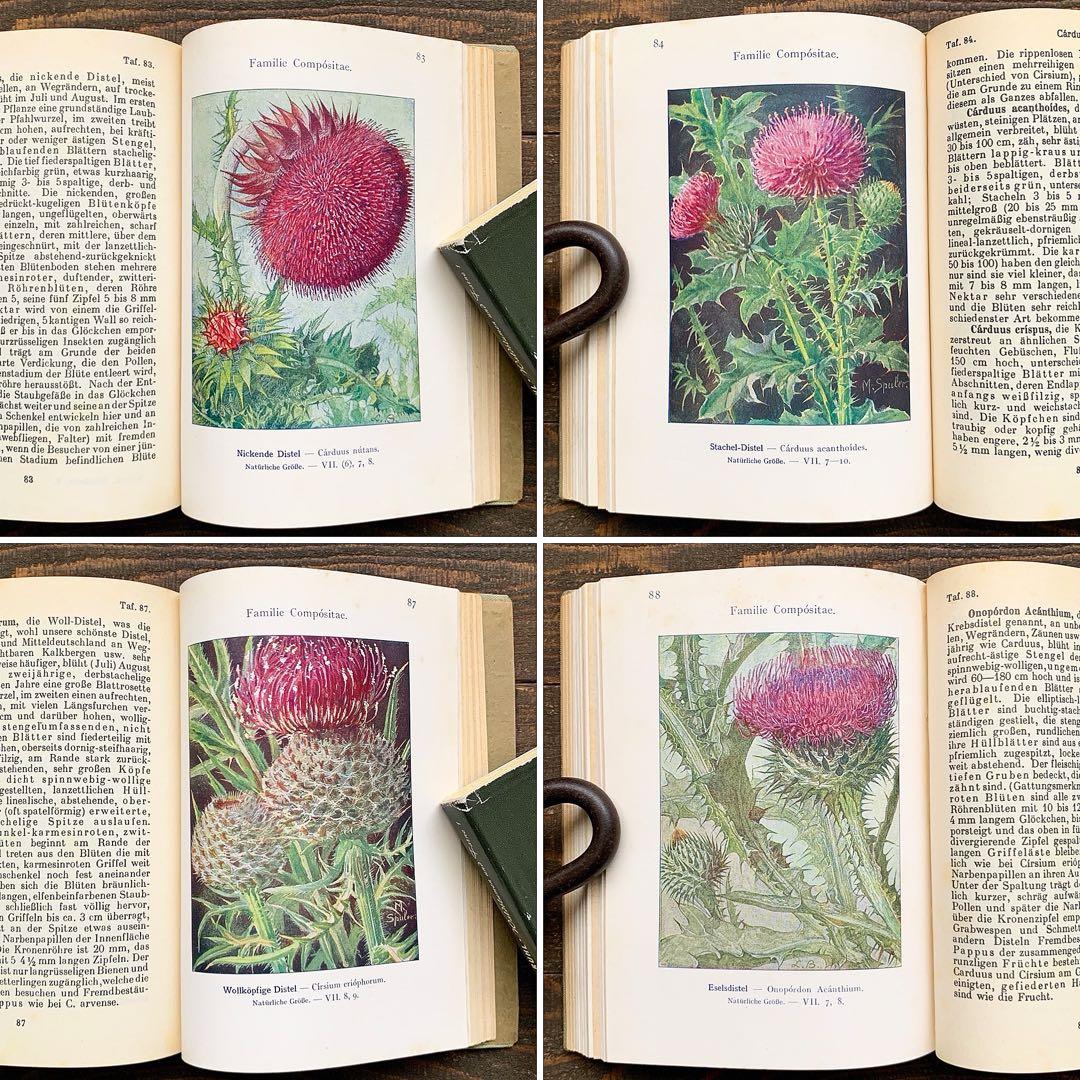 [1926年]ドイツの古い植物図鑑/植物画 ボタニカルアート アンティーク/