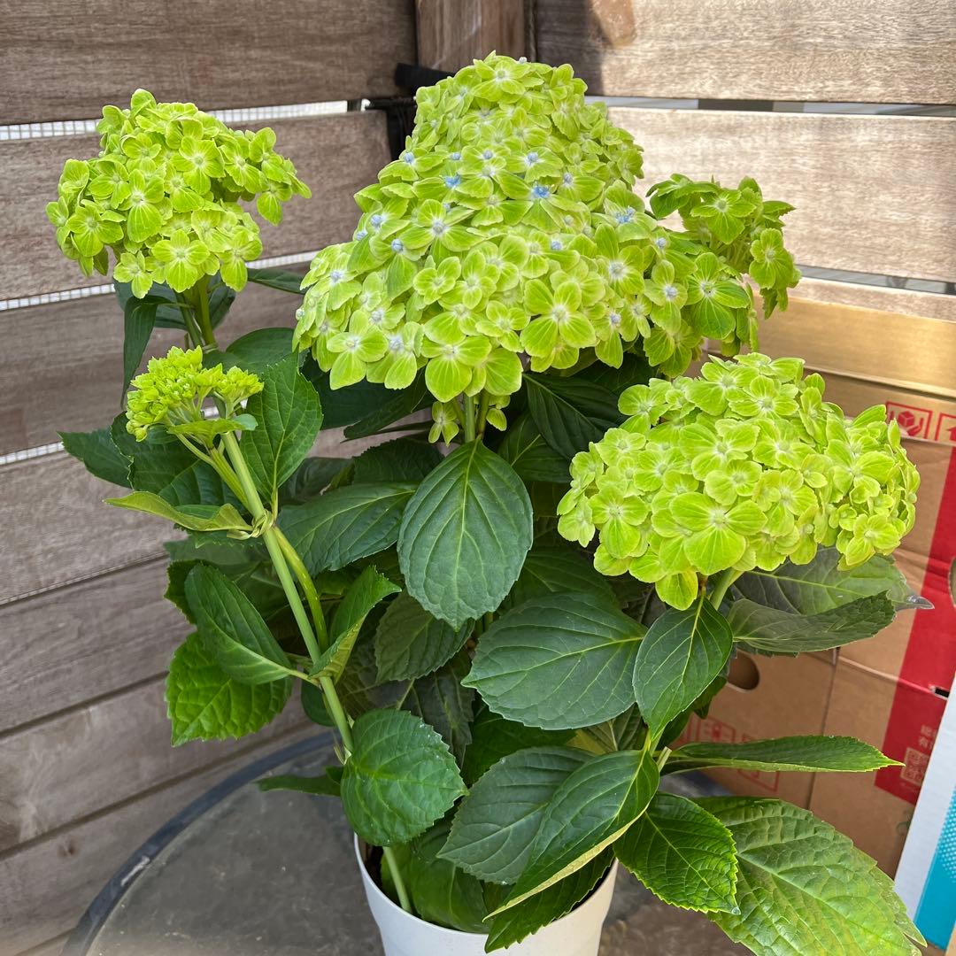 希少　紫陽花　アジサイ　エスメラルダ　６号　14