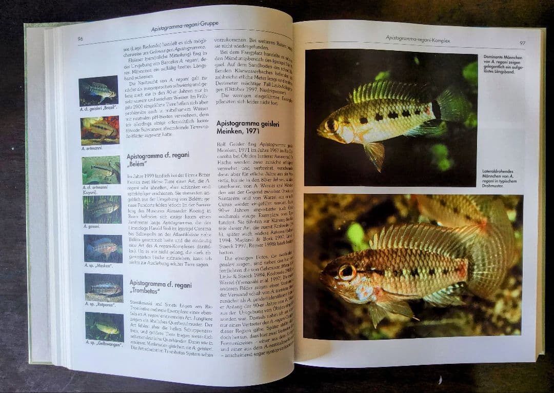 【美品！】Die Buntbarsche Amerikas 2 アピストグラマ