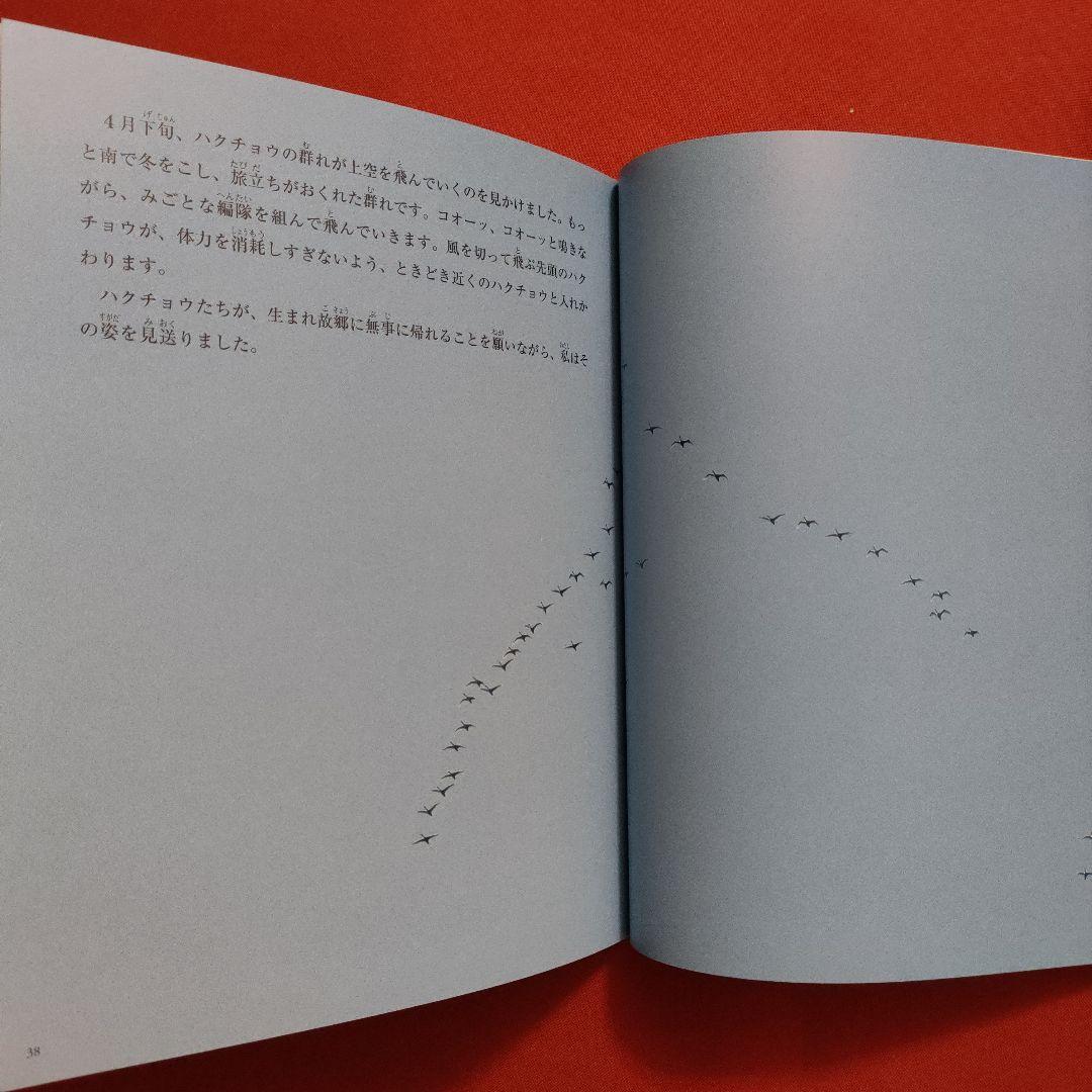 たくさんのふしぎ　キンダーブックしぜん　ハクチョウの冬夜　はくちょう