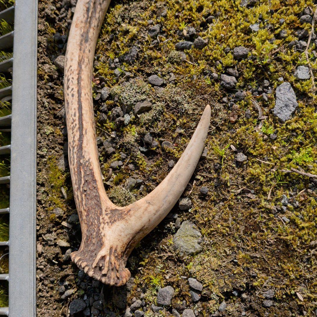 ナチュラルな角の置物 約30cm　鹿の角　匿名発送　送料込