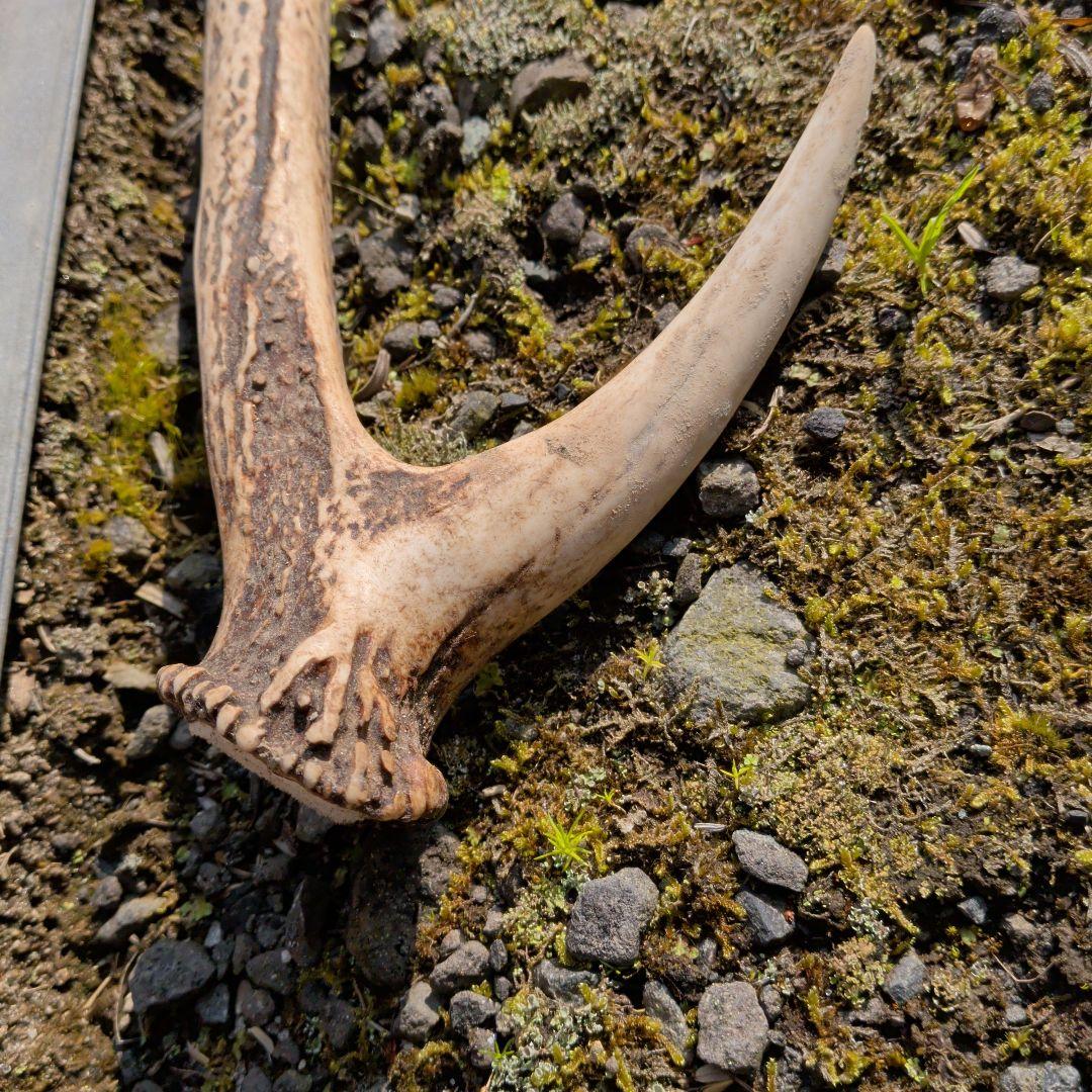 ナチュラルな角の置物 約30cm　鹿の角　匿名発送　送料込