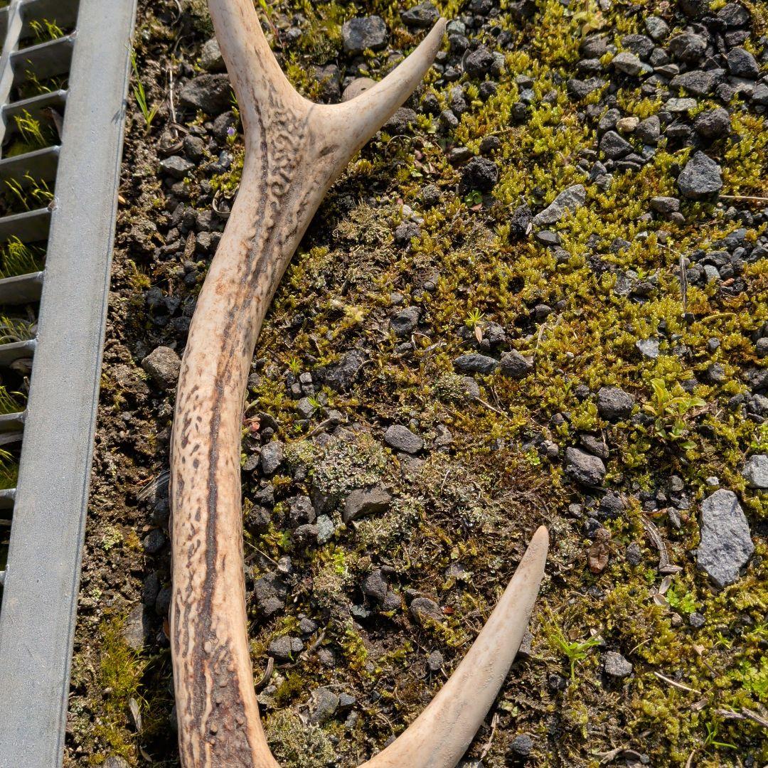 ナチュラルな角の置物 約30cm　鹿の角　匿名発送　送料込